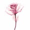 Elegant Abstraction: Translucent Rose Bud X-ray Art
