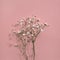 Elegant aesthetic minimalist gypsophila flower on pastel pink background, holiday floral greeting card template