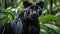 Elegant and agile black panther staring alertly in tropical rainforest