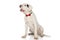 Elegant american bulldog puppy with red bowtie barking