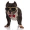 Elegant american bully wearing golden sunglasses and bowtie standing