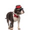 Elegant american bully wearing hat and bowtie looks to side