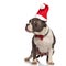 Elegant american bully wearing santa cap looks to side