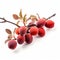 Elegant Apricot Tree Branch With Deep Burgundy Apricots