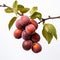 Elegant Apricot Tree Branch With Deep Burgundy Apricots