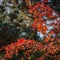 Elegant barberry Berberis thunbergii Atropurpurea branch on a blurry of the emerald greenery.