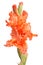 elegant beautiful bright gladiolus