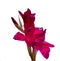 elegant beautiful bright gladiolus