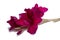 elegant beautiful bright gladiolus