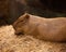 Elegant and beautiful capybara close up in the zoo.