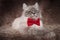 Elegant beautiful cat wearing red bowtie has a superior look