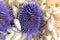 Elegant and beautiful dried thistle flowers