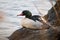 Elegant and beautiful merganser male in winter