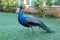 Elegant beautiful peafowl walking on the grass at daytime