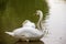 Elegant beautiful pure white swan standing