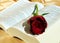 Elegant beautiful rose, holy bible pages, symbol of love, passion, Valentine image