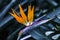 Elegant and beautiful strelitzia