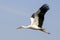 Elegant beautiful white stork bird with spread wings, black tail and long legs flying high in the clear bright blue cloudless sky.