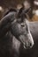 Elegant beautiful young gray trakehner mare horse in autumn landscape