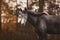 Elegant beautiful young gray trakehner mare horse in autumn landscape