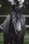 Elegant beautiful young gray trakehner mare horse in autumn landscape in horse paddock