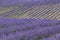 Elegant beauty of lavender field. Smooth rows of flowers on a hill in perspective. Selective focus, design element