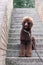 Elegant big standard poodle sitting on a stairs