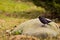 Elegant black bird perched atop a jagged rock in a lush green park.