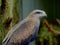 Elegant Black Kite.