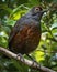 Elegant black-throated huet-huet (Pteroptochos tarnii)  perched on a sturdy tree