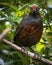 Elegant black-throated huet-huet (Pteroptochos tarnii)  perched on a sturdy tree