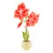 Elegant blooming Amaryllis red flowers and bud in pot on a white background detailed natural drawing of gorgeous cultivated flow