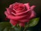 Elegant Blooms: Stunning Rose Images to Add Grace to Your Space
