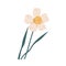 Elegant blossomed daffodil flower with stem and leaves. Delicate blooming narcissus. Gorgeous botanical floral element