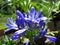 Elegant Blue Essence: Explore the Unique Beauty of a Flower with Blue Petals