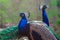 Elegant blue and green birds peacock