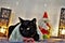 Elegant bobtail black cat at Christmas