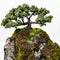 Elegant Bonsai Tree on Mossy Rock against White Background