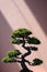 Elegant Bonsai Tree in a Sunlit Room with Trendy Shadows