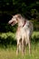 Elegant borzoi