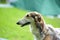 Elegant borzoi dog