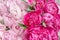 Elegant bouquet of a lot of peonies of pink color close up. Beautiful flower for any holiday. Lots of pretty and