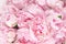 Elegant bouquet of a lot of peonies of pink color close up. Beautiful flower for any holiday. Lots of pretty and