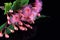 Elegant bouquet of pink Eucalyptus flowers and buds