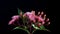 Elegant bouquet of pink Eucalyptus flowers isolated on black background