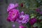 Elegant Branch of Lush Pink Roses