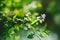 An elegant branch with young green leaves and bloomed in spring white flowers of bird cherry trees