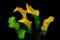 Elegant bunch of calla lilies against dark background