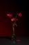 Elegant Burst: Bouquet of Red Poppies on a Dark Background in a Graceful Glass Vase