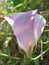 Elegant California mariposa lily bloom and bud isolated on a background of green spring bushes